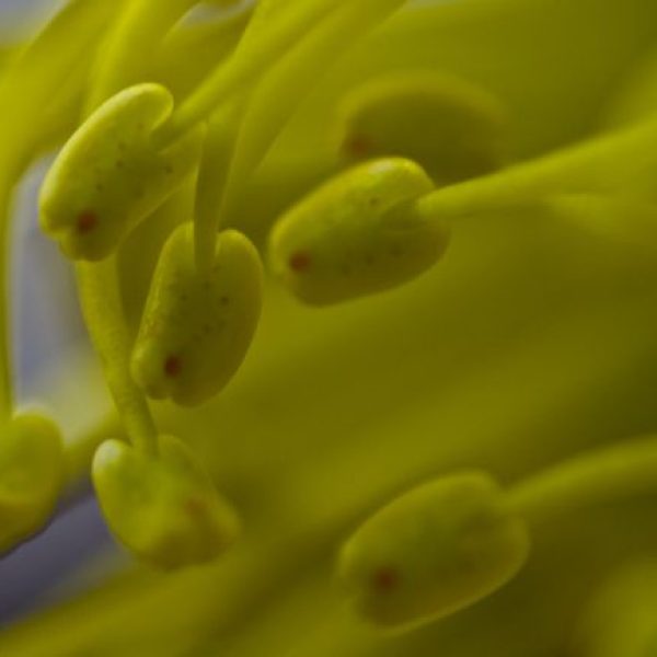 1 Xanthostemon chrysanthus Myrt stamens [wyc] - 4