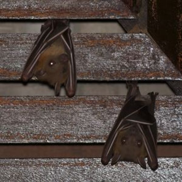 1. Bats-roost