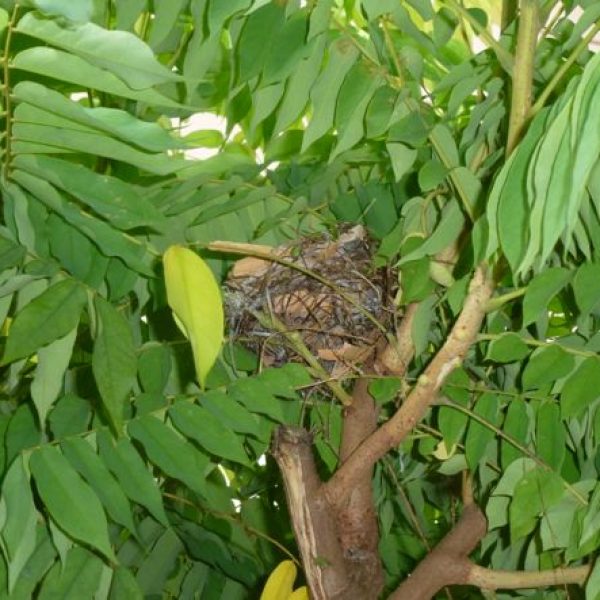 1. BulbulRWh nest-in-tree [wyc] - 1
