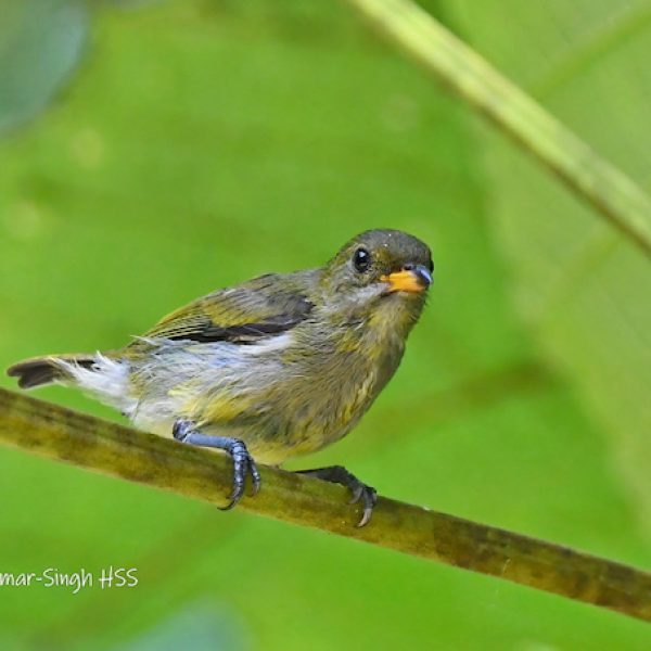 1. Crimson-breasted Flowerpecker-1a-Kledang-Sayong Forest Reserve, Ipoh, Perak, Malaysia-22nd July 2021