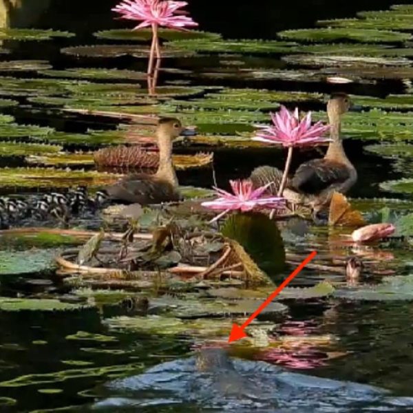 Showing lizard, arrowed (Photo: Mei Lin Khoo, video grab)