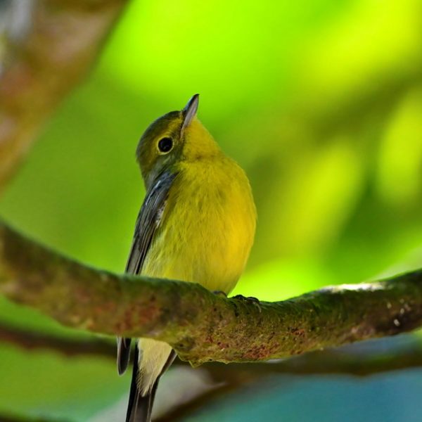 1. Green-backed Flycatcher-1a-Kledang-Sayong Forest Reserve, Ipoh, Perak, Malaysia-15th February 2021