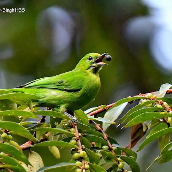 1. Lesser Green Leafbird-1a-Kledang-Sayong Forest Reserve, Ipoh, Perak, Malaysia-15th February 2021