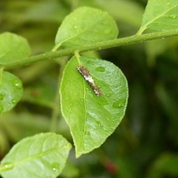 1. LimeButterfly-Murraya [SunChongHong]