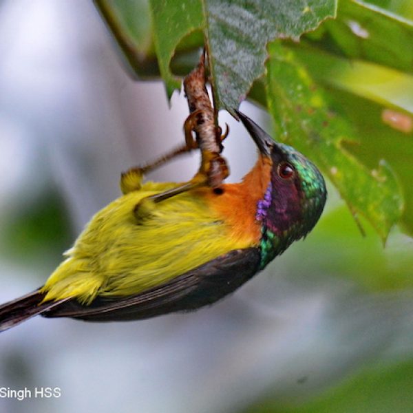 1. Ruby-cheeked Sunbird-4a-Kledang-Sayong Forest Reserve, Ipoh, Perak, Malaysia-25th July 2019
