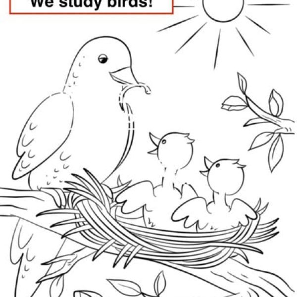 1. We study birds by CJ