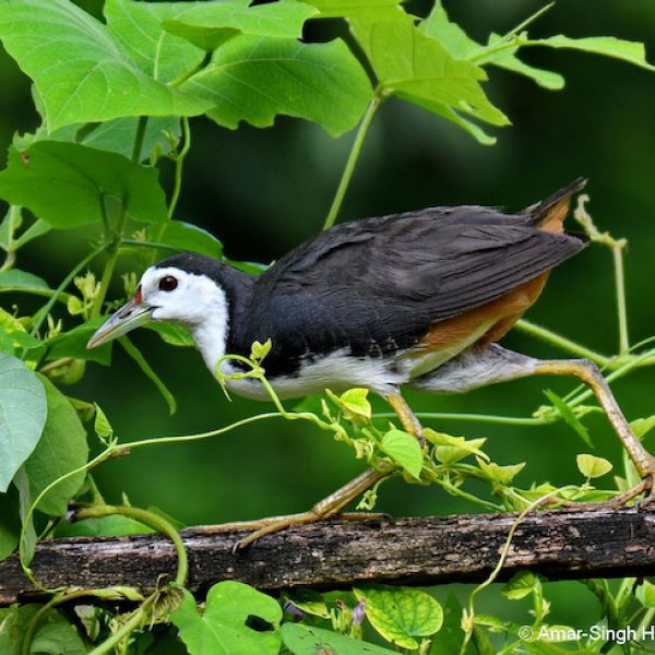 1. White-breasted Waterhen-2a-Ipoh, Perak, Malaysia-29th April 2019