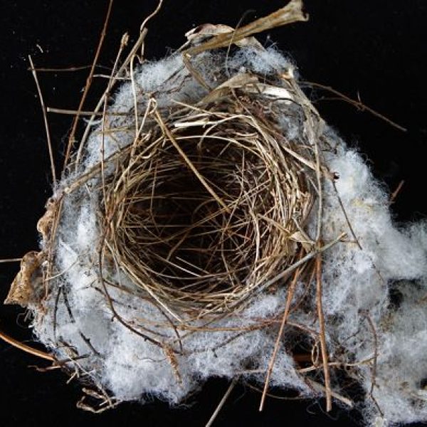 Styrofoam floss nest - courtesy of YC Wee