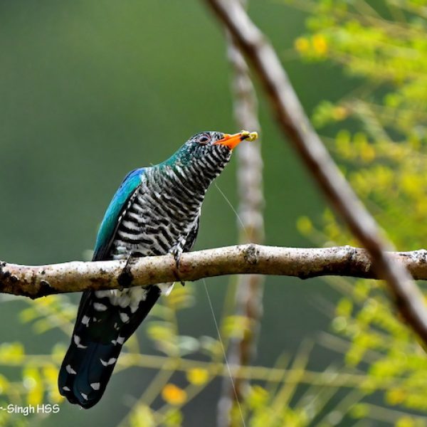 4 Asian Emerald Cuckoo-4a-Perak, Malaysia-15th December 2020