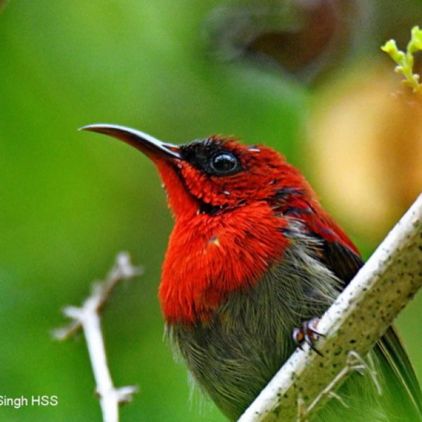 An adult male Crimson Sunbird moulting.