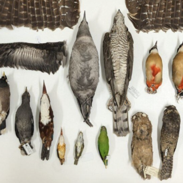 6. Type specimens BIRDS LKCNHMuseum
