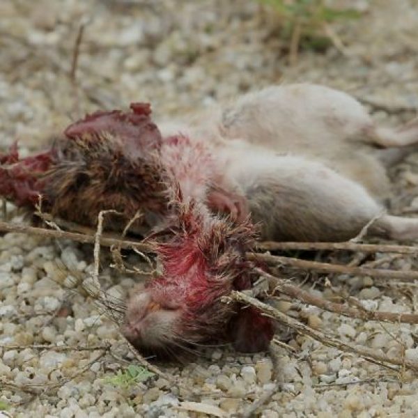 8-1. mouse freshly-killed [ChanYokeMeng]
