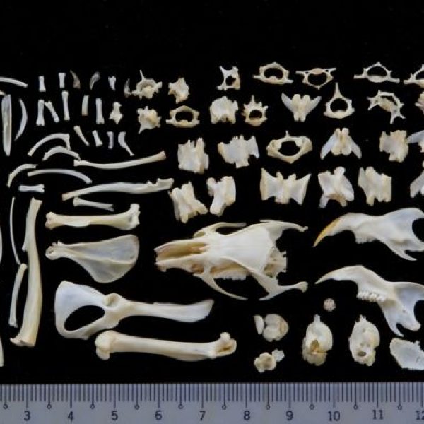 9-OwlB-pellet-largeA-all-fragments-wyc-2-1