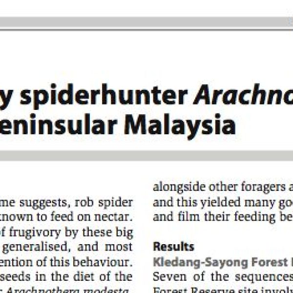 Amar's Frugivory Spiderhunters