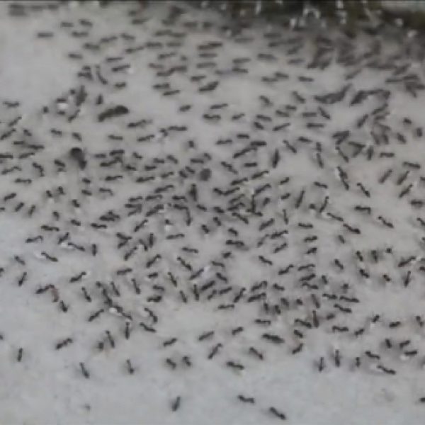 Ants moving house - they did not visit Soh Lung' cell, only some of them (image: YC Wee).