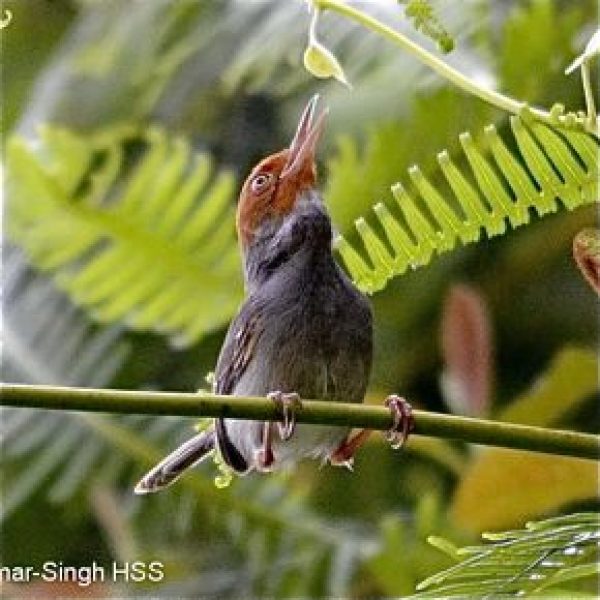 Ashy Tailorbird-male-12a