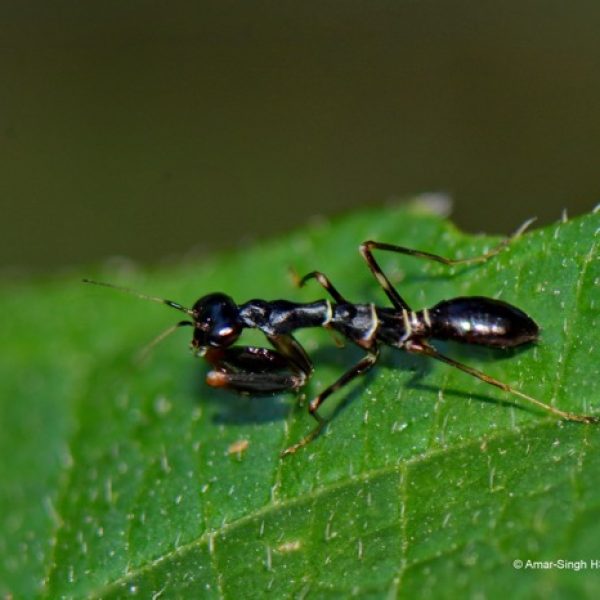 Asian Ant Mantis-Odontomantis planiceps [AmarSingh]