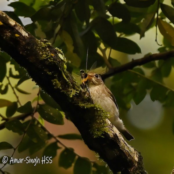 Asian Brown Flycatcher-1a-Kledang-Sayong Forest Reserve, Ipoh, Perak, Malaysia-21st February 2022