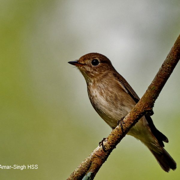 Asian Brown Flycatcher-1a-Kledang-Sayong Forest Reserve, Ipoh, Perak, Malaysia-23rd January 2020