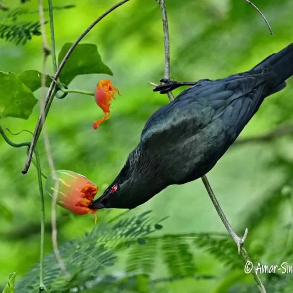 Asian Glossy Starling-1a-Ipoh, Perak, Malaysia-20th October 2025