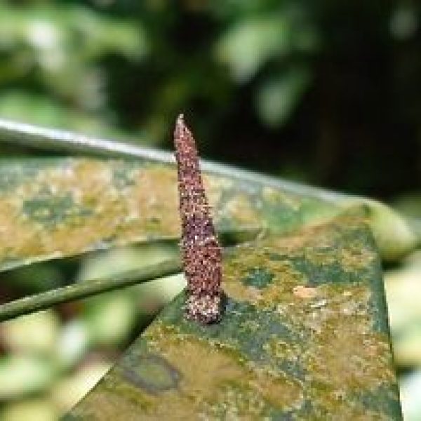 Bagworm moth cat [LenaChow] - 3