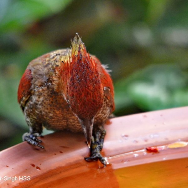 Banded Woodpecker-2a-Bird Bath-Ipoh, Perak, Malaysia-Amar