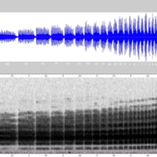 Sonogram and waveform of Fire-tufted Barbet’s song