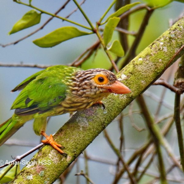 Lineated Barbet.