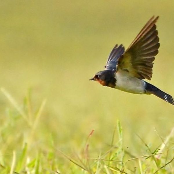 Barn Swallow (above grass)