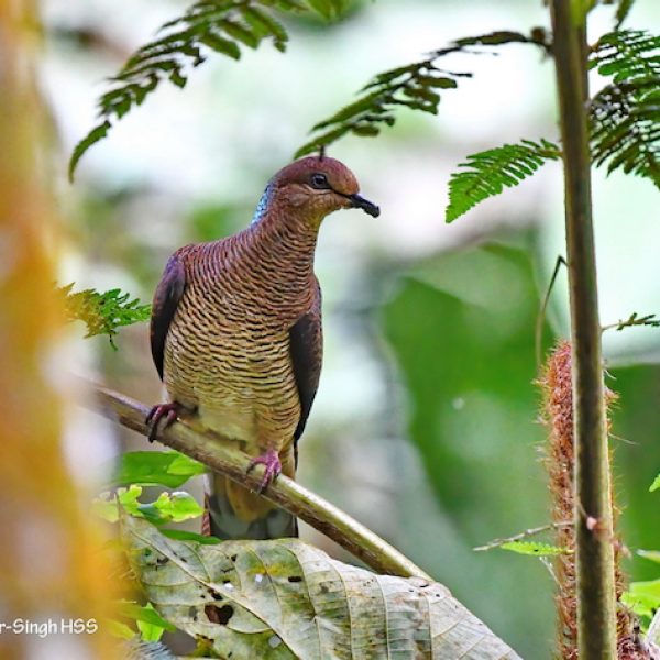 Barred Cuckoo Dove-1a-Cameron Highlands, Pahang, Malaysia-6th August 2020
