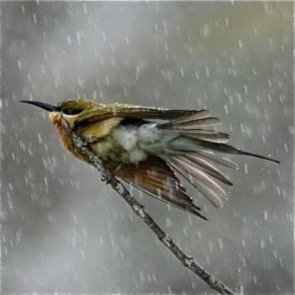 BeeEaterBlTl-rain [AmarSingh] - 1