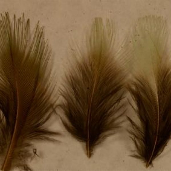 BeeEaterRB-feathers gr tips-4