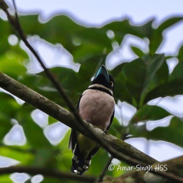 Black-and-yellow Broadbill-1a-Kledang-Sayong Forest Reserve, Ipoh, Perak, Malaysia-18th July 2022