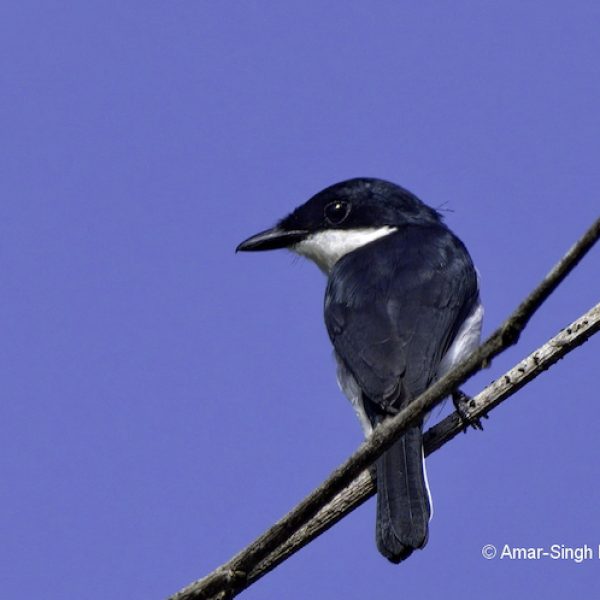 Black-winged Flycatcher-shrike-1a-Kledang-Sayong Forest Reserve, Ipoh, Perak, Malaysia-23rd January 2020