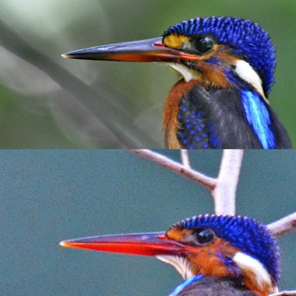 blue-eared-kingfisher-immature-male-vs-female-1a-tambun-ipoh-perak-malaysia-12th-september-2016