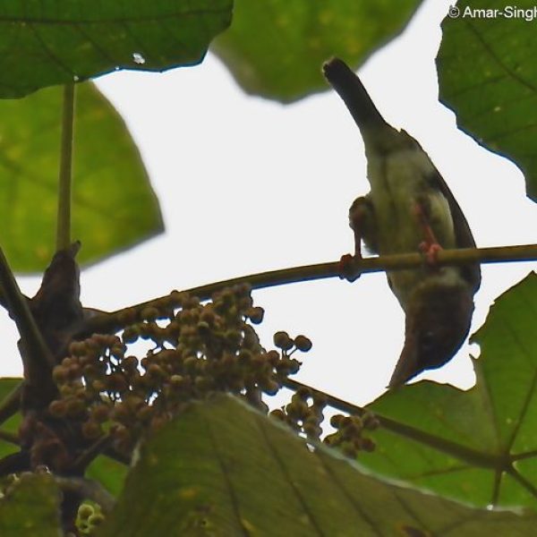 Brown Barbet-female-1a-Kledang-Sayong Forest Reserve, Ipoh, Perak, Malaysia-19th July 2015