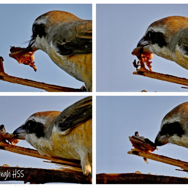 Plate 1: Brown Shrike impaling prey on the sharp end of a branch