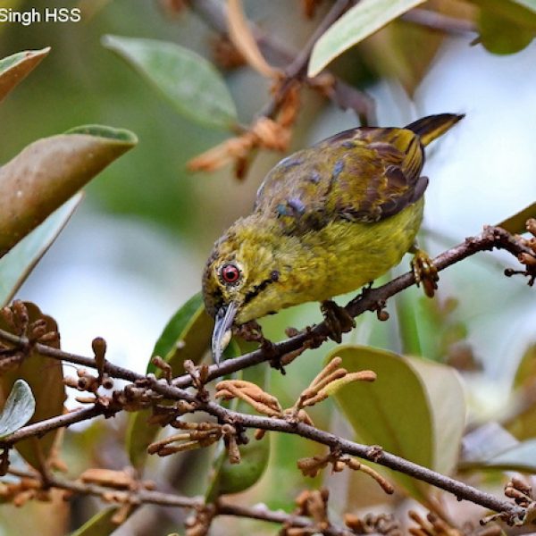 Brown-throated Sunbird-1a-Ipoh, Perak, Malaysia-28th May 2020
