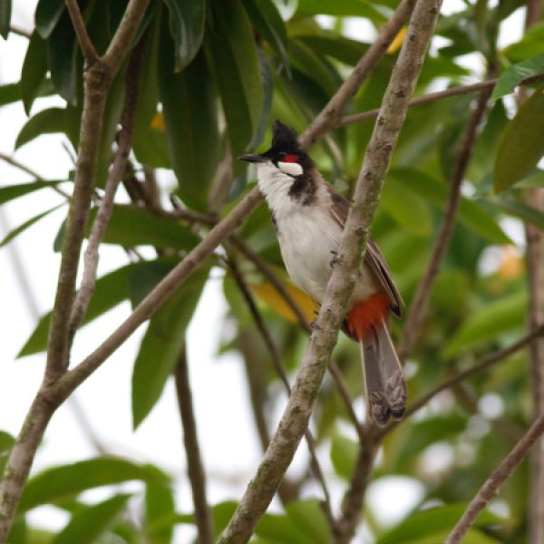 Red-whiskered Bulbul on the branch of the Golden Penda tree.