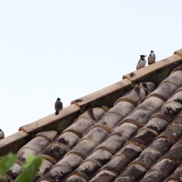 Red-whiskered Bulbuls gathering on a rooftop.