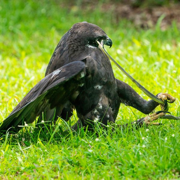 Changeable Hawk Eagle attacked by Paradise Tree Snake