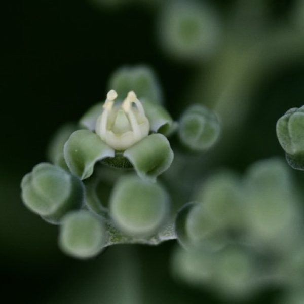 Flower and flower buds.