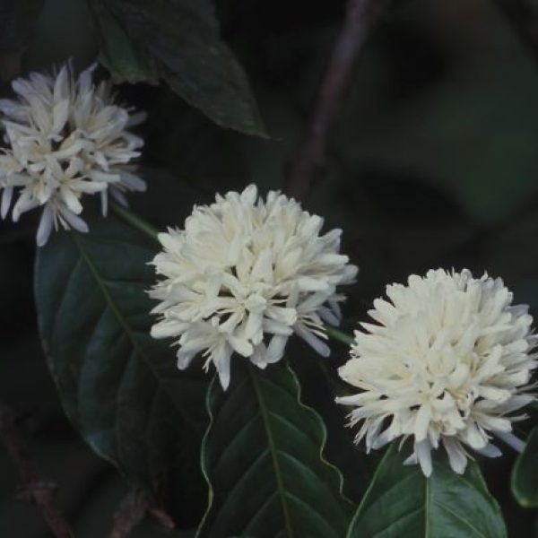 Coffea arabica infl, Munnar-Kerala 0200