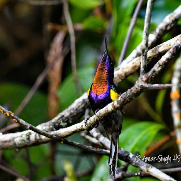 Copper-throated Sunbird-courtship-1a-Matang Forest Reserve, Perak, Malaysia-24th February 2022