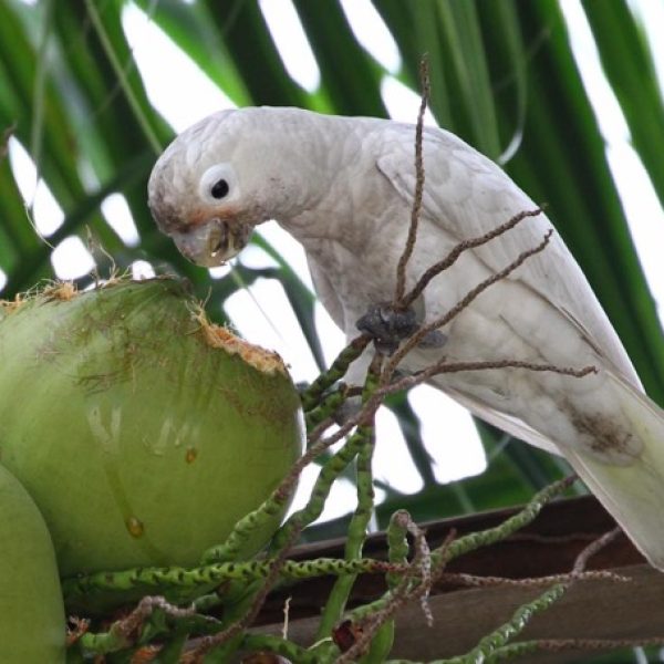 Tanimbar Corella feeding on coconut (courtesy of Ang Siew Siew).