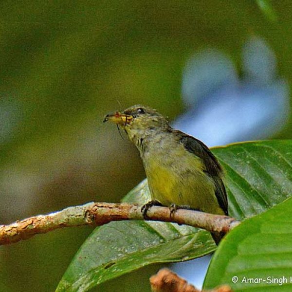 Crimson-breasted-Flowerpecker-immature-female-1a-Kledang-Sayong-Forest-Reserve,-Ipoh,-Perak,-Malaysia-26th-June-2016