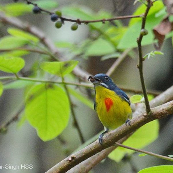 Crimson-breasted Flowerpecker-male-calls-3a-Kledang-Sayong Forest Reserve, Ipoh, Perak, Malaysia-3rd April 2014