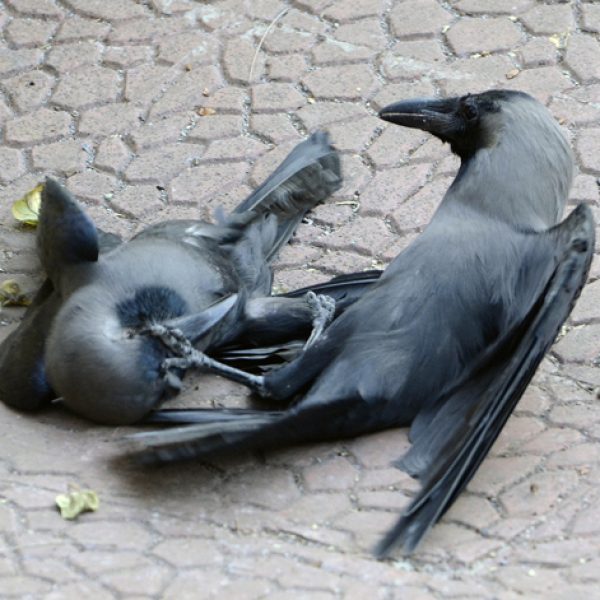 Crows fighting [ShyamGhate]