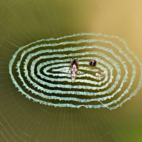 Cyclosa sp Orb Web Spider-Web [AmarSingh]