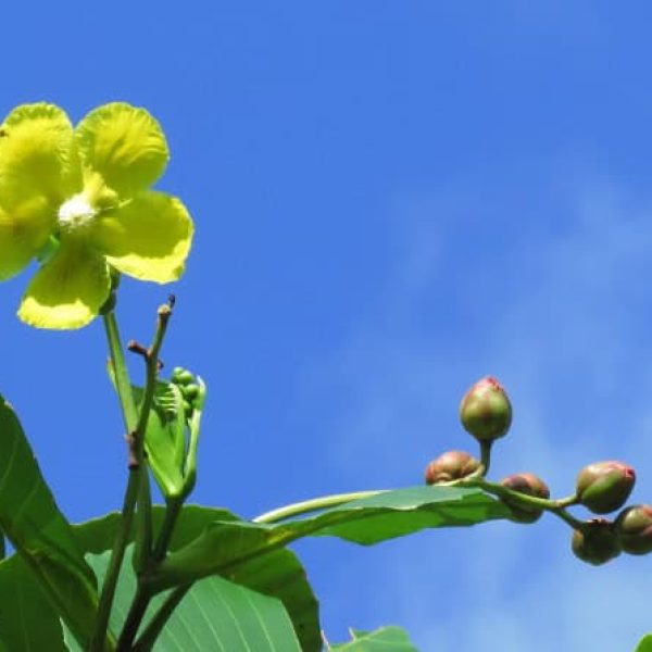 Feeding-plants - Bird Ecology Study Group